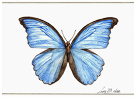 Morpho Menelaus
