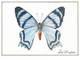 Alcides agathyrsus
