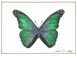 Morpho green