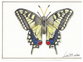 Papilio Machaon