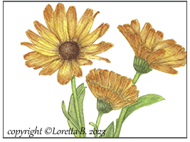 2023 - Calendula