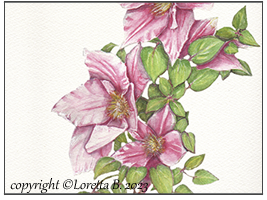 2023 - Clematis
