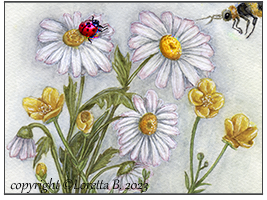 2023 - Fiori di campo