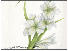 2023 - Gladioli