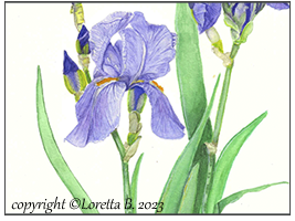 2023 - Iris