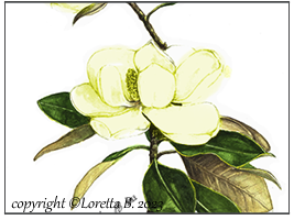 2023 - Magnolia