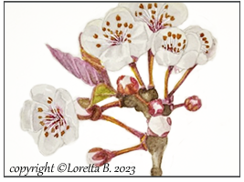 2023 - Fiori di ciliegio