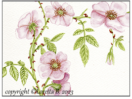2023 - Rosa canina