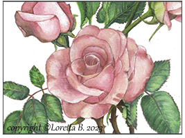 2023 - Rosa