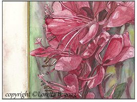 Gaura