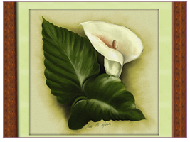 Calla